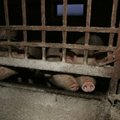 В Валга загорелся перевозивший свиней грузовик: 17 животных погибло