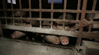В Валга загорелся перевозивший свиней грузовик: 17 животных погибло