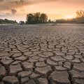 Самая сильная за 500 лет? Засуха в Европе может продлиться в течение еще трех месяцев