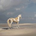 FOTOD JA VIDEO | Kas see ongi maailma kauneim hobune?