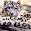 ÜRITUS: Loomaaed kutsub külla! 23. oktoobril tähistab Tallinna loomaaed lumeleopardipäeva