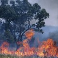 Amazonase vihmametsad ehk meie koduplaneedi kopsud põlevad