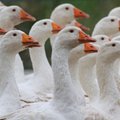 Foie gras’ tööstust laastab linnugripp: Prantsusmaal nõutakse massilist farmilindude hukkamist