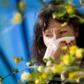 Ettevaatust allergikud: õietolmunäitajad õhus on keskmisest kõrgemad