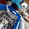 Eakaid ja suuri Läänemerest püütud kalu ei maksa liiga palju süüa