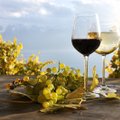 Дает ли плохой год для европейских виноградников шанс эстонским мастерам виноделия?