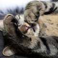 Huvitav komme: miks kassid magades oma näo kinni katavad?