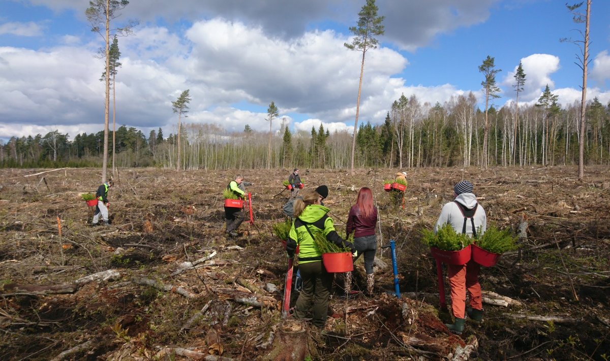 Eestis istutati rekordarv puid