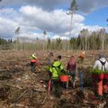 Eesti püstitas rekordi puude istutamises
