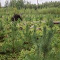 Andres Talijärv metsanduse arengukava juhtkogu laialisaatmisest: no muidugi ei saanud hakkama