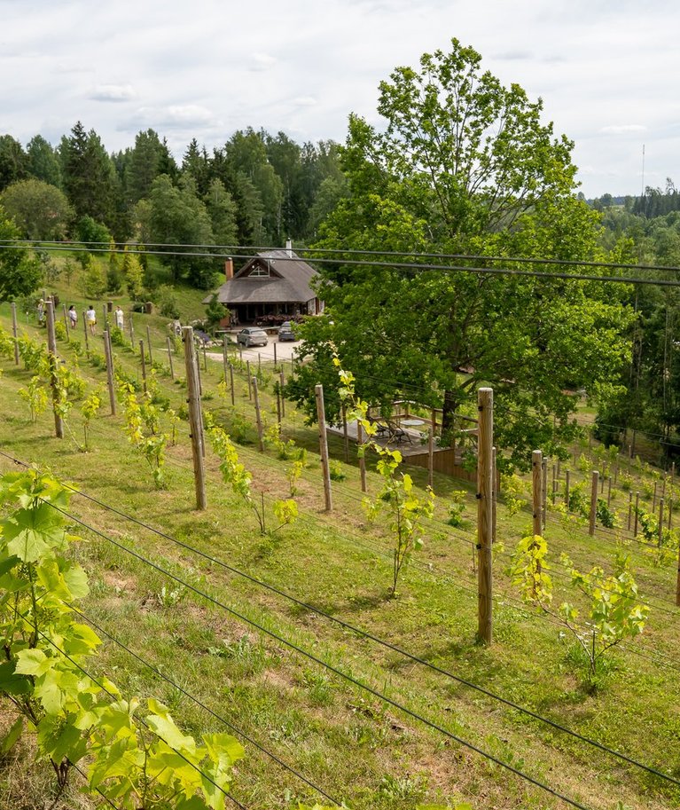 Murimäel on viinapuud istutatud nagu Prantsusmaal – lõunapoolsele mäeküljele.
