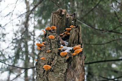 Филлотопсис гнездовидный или вёшенка оранжевая (лат. Phyllotopsis nidulans), по-эстонски — kuldkülik