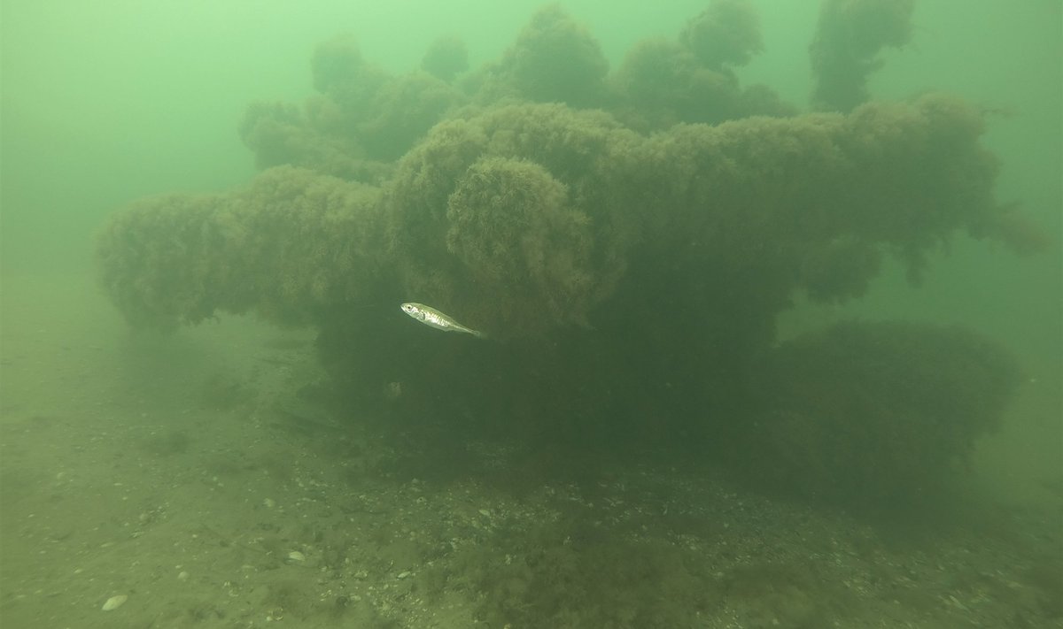Lõunapoolne Junkers Ju 52 MS lennuki vrakk Hiiumaa rannikuvetes Vohilaiu ja Harilaiu vahel