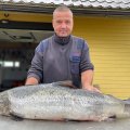 FOTOD | “Arvasime, et mõrras on hüljes!” Saaremaa kalamees püüdis meetripikkuse ja 14-kilose lõhe