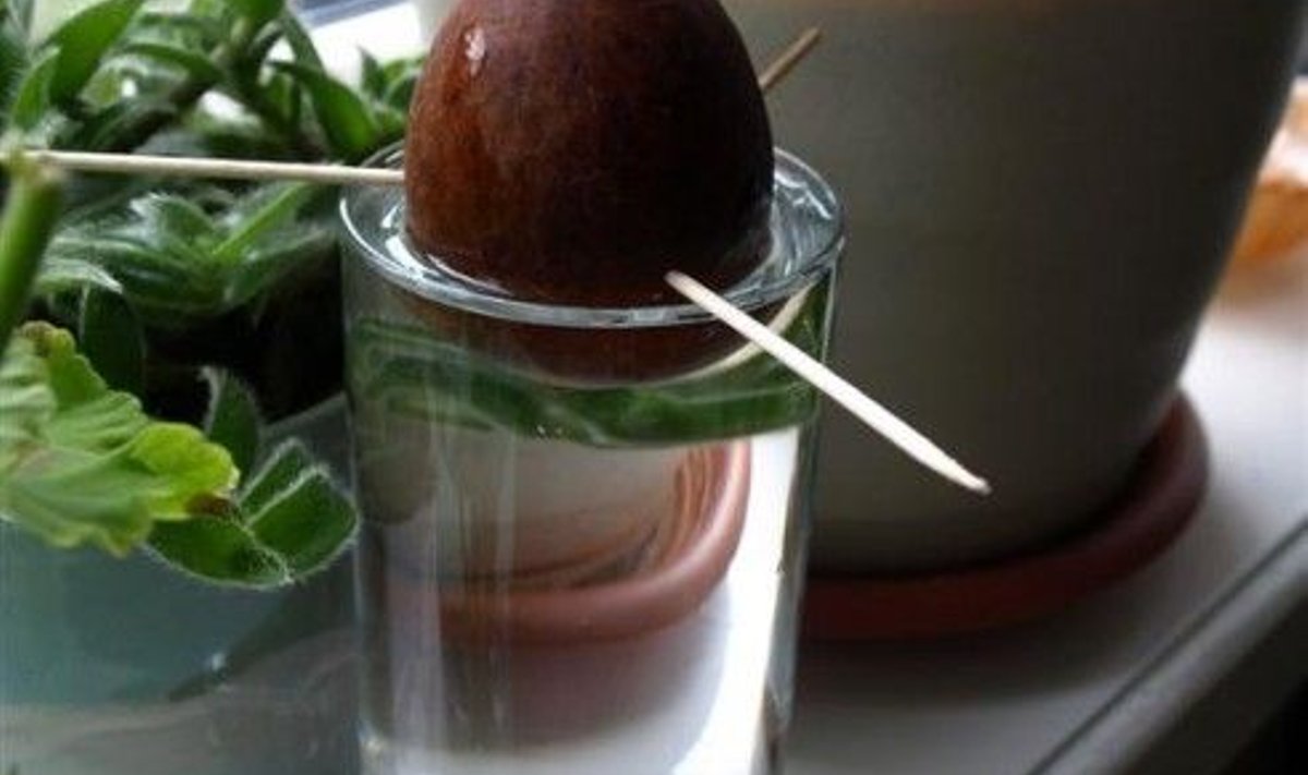 avokaado3 (Large)