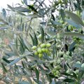 Во Флоренции бесплатно раздадут оливковые рощи