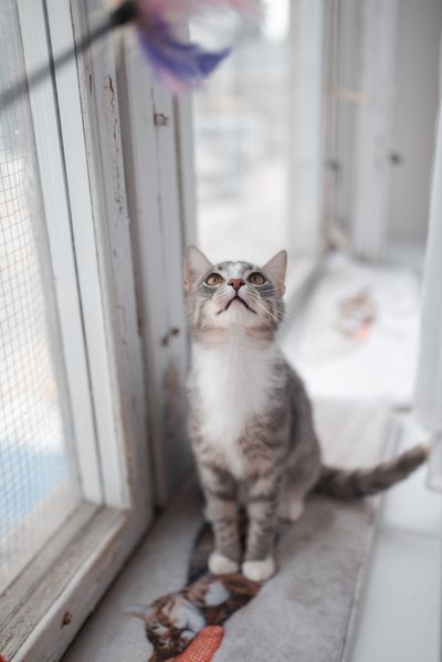 Кот Сипсик.