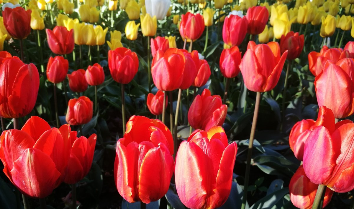 Kirna mõisas õitseb sadu tuhandeid tulpe.