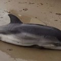Torm Gloria tappis kümmekond delfiinibeebit