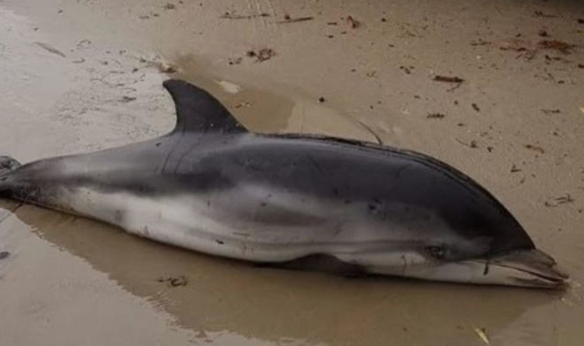 See hukkunud delfiinibeebi leiti eestlastelegi tuntud kuurordist Deniast