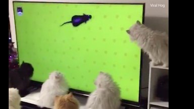 VIDEO | Lõbus kassielu: vaata, kui elevil saavad kassid olla televiisori ekraanil rottide nägemisest