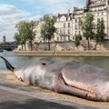 Suurepärane maskeering | šokeeritud möödujad leidsid Seine jõe kaldalt surnud vaala