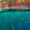 ФОТО | Невероятное зрелище! Подводный лес в карьере Айду
