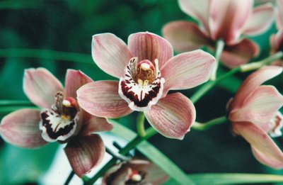 Orhidee, Tallinna Botaanikaaed