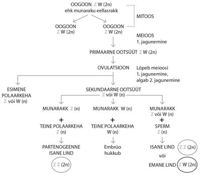 Lindude partenogeneesi tõenäoline mehhanism (Ramachandrani ja McDanieli järgi). Emastel lindudel on Z- ja W-kromosoom, isastel kaks Z-kromosoomi