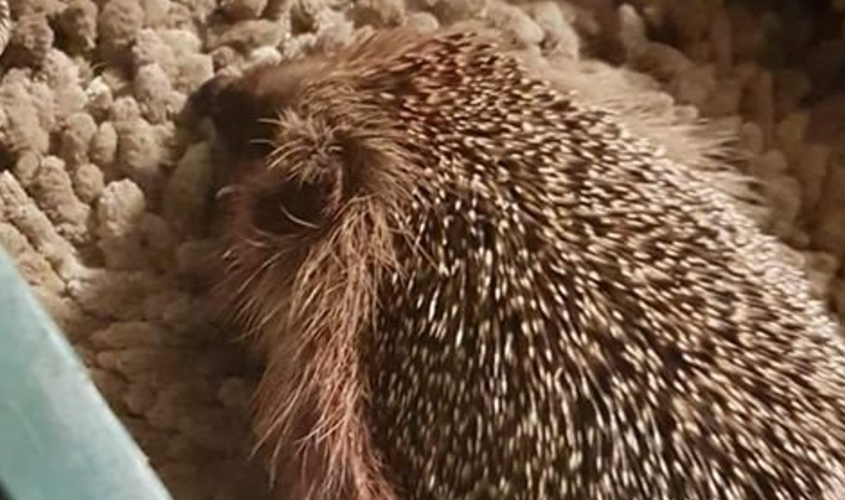 Pärnus koeralt pureda saanud siil