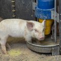Värske uuring: eestlased tahavad sigadele paremaid tingimusi