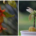 Взойдет все: как вырастить дома экзотический фрукт из банальной косточки