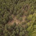 Roheline kuld. Eesti metsamaa hind on järsult tõusnud