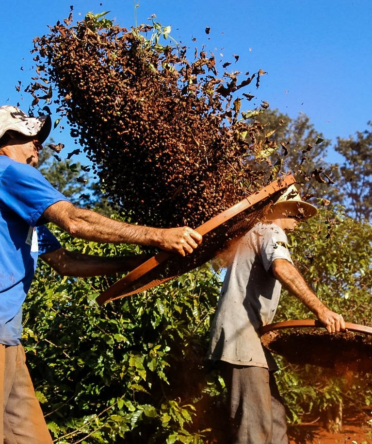Peamist araabika ubade kasvatajariiki Brasiiliat on vahepeal kimbutanud kuiv ja külm ilm. See tähendab, et kohviubade varud on tavalisest väiksemad.
