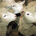 Tudulinna vallavanema laudast leiti hooletusse jäetud lambad