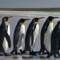 Falklandi pingviinid paljunevad jõudsalt tänu... maamiinidele