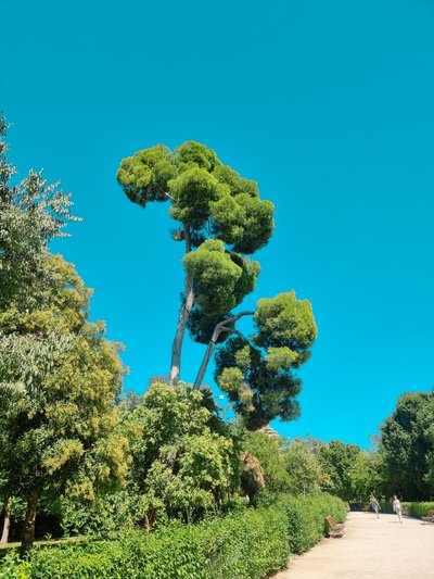 Retiro pargis kõrgusid üüratud männid, mille ladvad meenutasid rohelisi pilvekesi 
