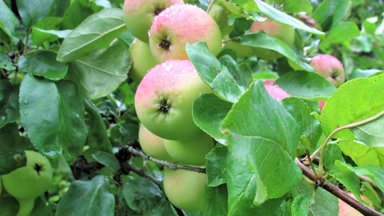 Leili metsalood | Õunapuud on ubinatest lookas