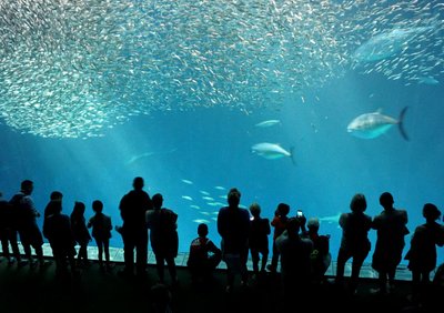 Monterey akvaarium 