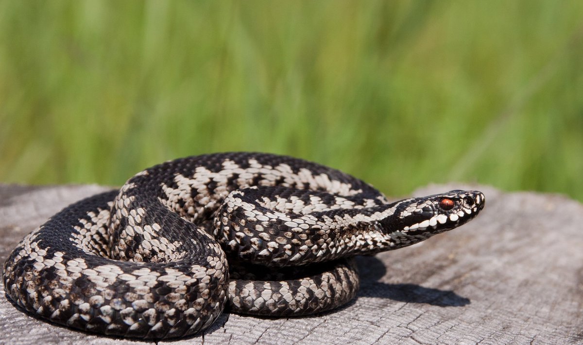 Eestis elava rästiku hammustus pole üldjuhul eluohtlik.
