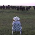 LÕBUS VIDEO | Lehmad tunnevad huvi muusika vastu