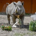 ВИДЕО | Талантливый студент-художник! Смотрите, как учится рисовать носорог из Таллиннского зоопарка