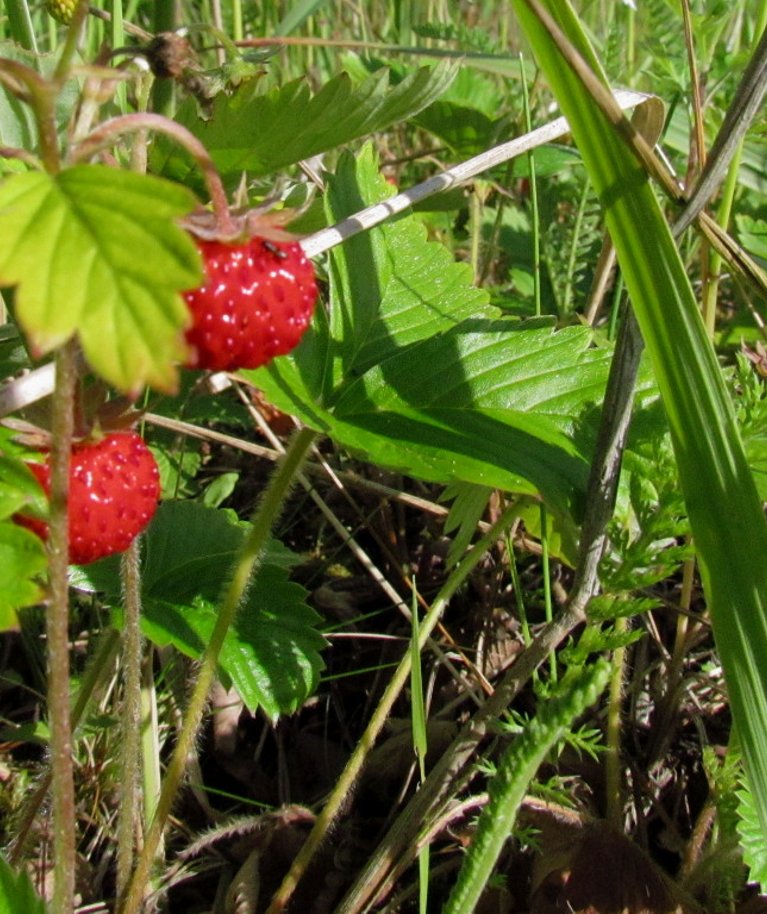 Metsmaasikas on väike ja magus, kuid igal pool neid ei kasva. See teeb hinna kõrgeks.
