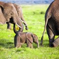 Täna on ülemaailmne elevantide päev | Loe, miks peaks igaüks keelduma elevandi seljas sõitmast