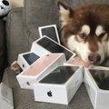Hiina miljardäri poeg kinkis koerale kaheksa iPhone’i