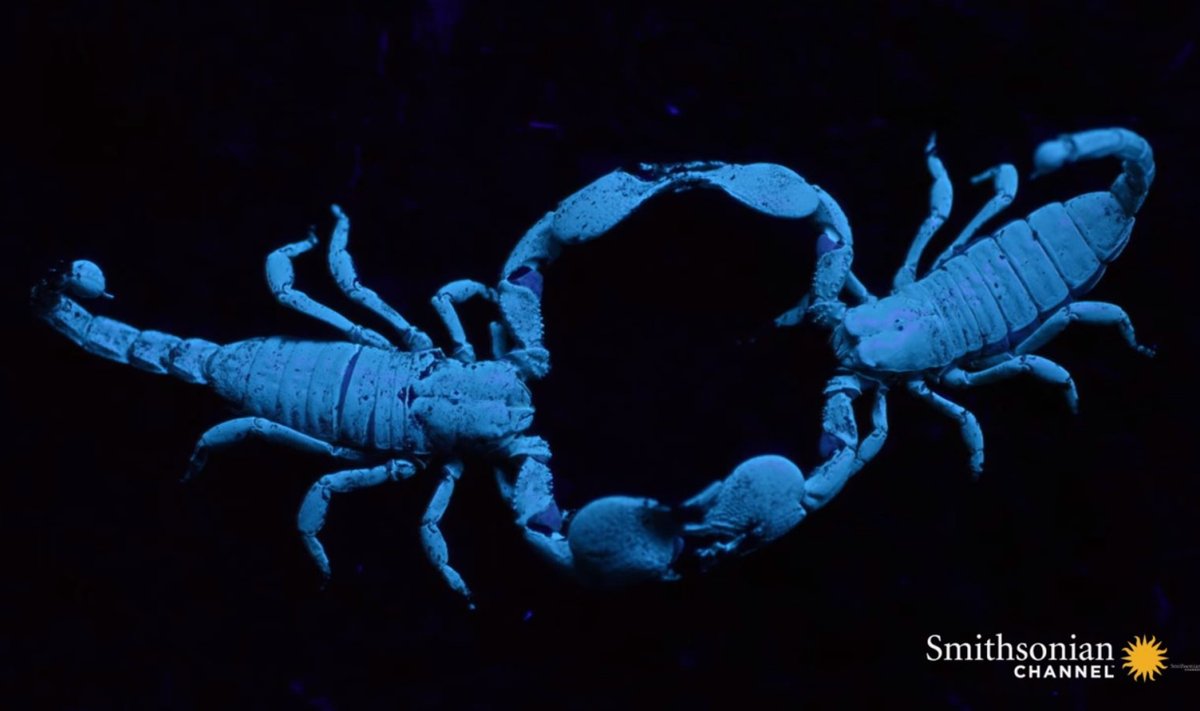 Skorpionide paaristants võib isase jaoks viimaseks jääda