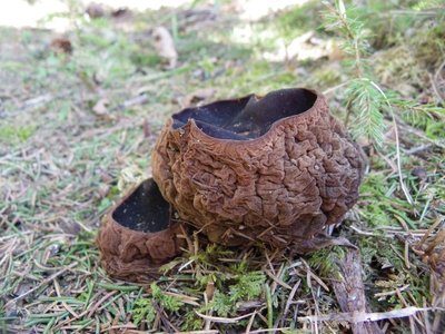 Народные прозвища гриба: земляное масло, кулачок, картоха. В Европе известно народное название гриба — "ведьмин котел"