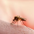 Актуальное обсуждение в эстонской группе “Ищу совета”: Чем спасаться после укусов комаров?