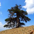 Euroopa vanim puu kasvab Kreekas ja on üle tuhande aasta vana