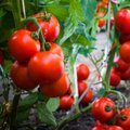 Teadur annab nõu: mida teha, kui on mitmesugused mured tomatitaimedega 